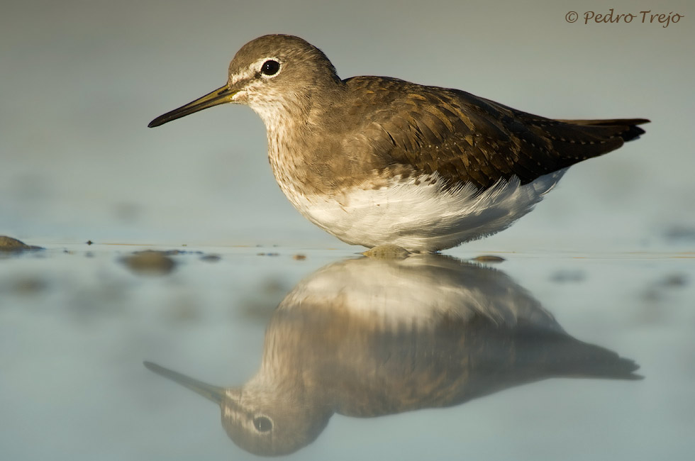 Anadarrios grande (Tringa ochropus)